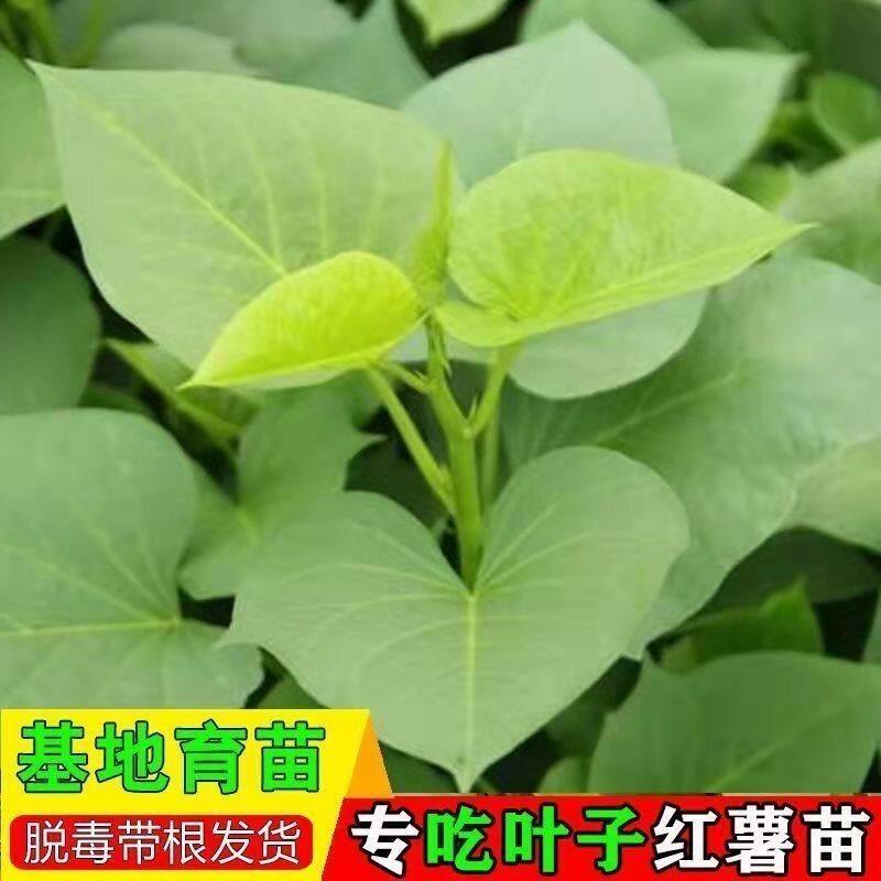 红薯叶地瓜苗红薯苗番薯苗红薯叶种食用叶菜农家自种蔬菜苗盆栽苗
