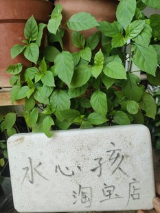 血通菜苗新鲜绿线叶宽叶十万错铁打草盗偷草四季野菜当季火锅蔬菜