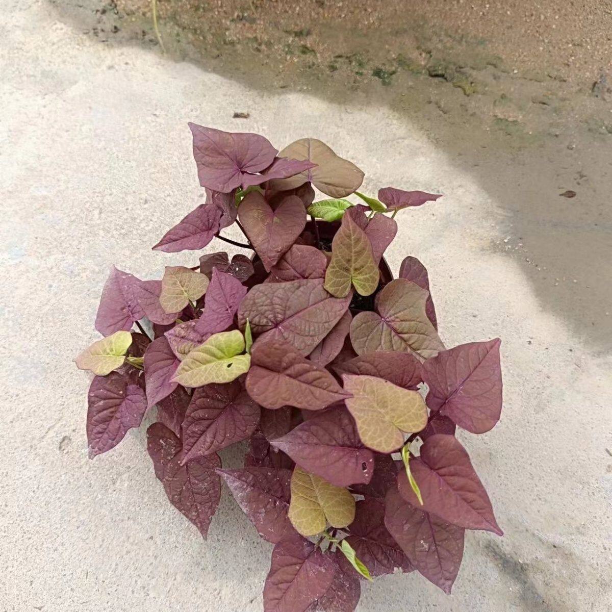 彩叶番薯盆栽裂叶金叶红薯观赏甘薯花镜植物多年生观叶盆栽植物