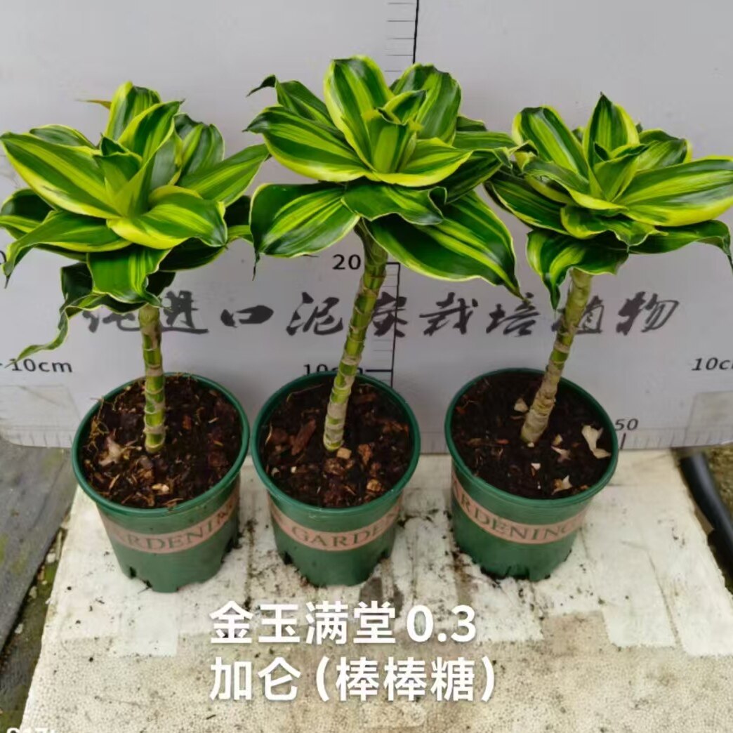 巴西美人铁老桩盆栽室内桌面绿植耐旱好养活观茎观叶造型植物金心