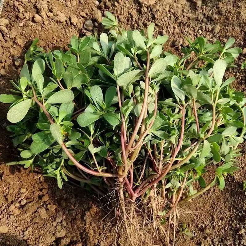 现挖带土红色马齿苋菜五行草长命菜五方草麻绳菜蚂蚱菜野生马齿笕
