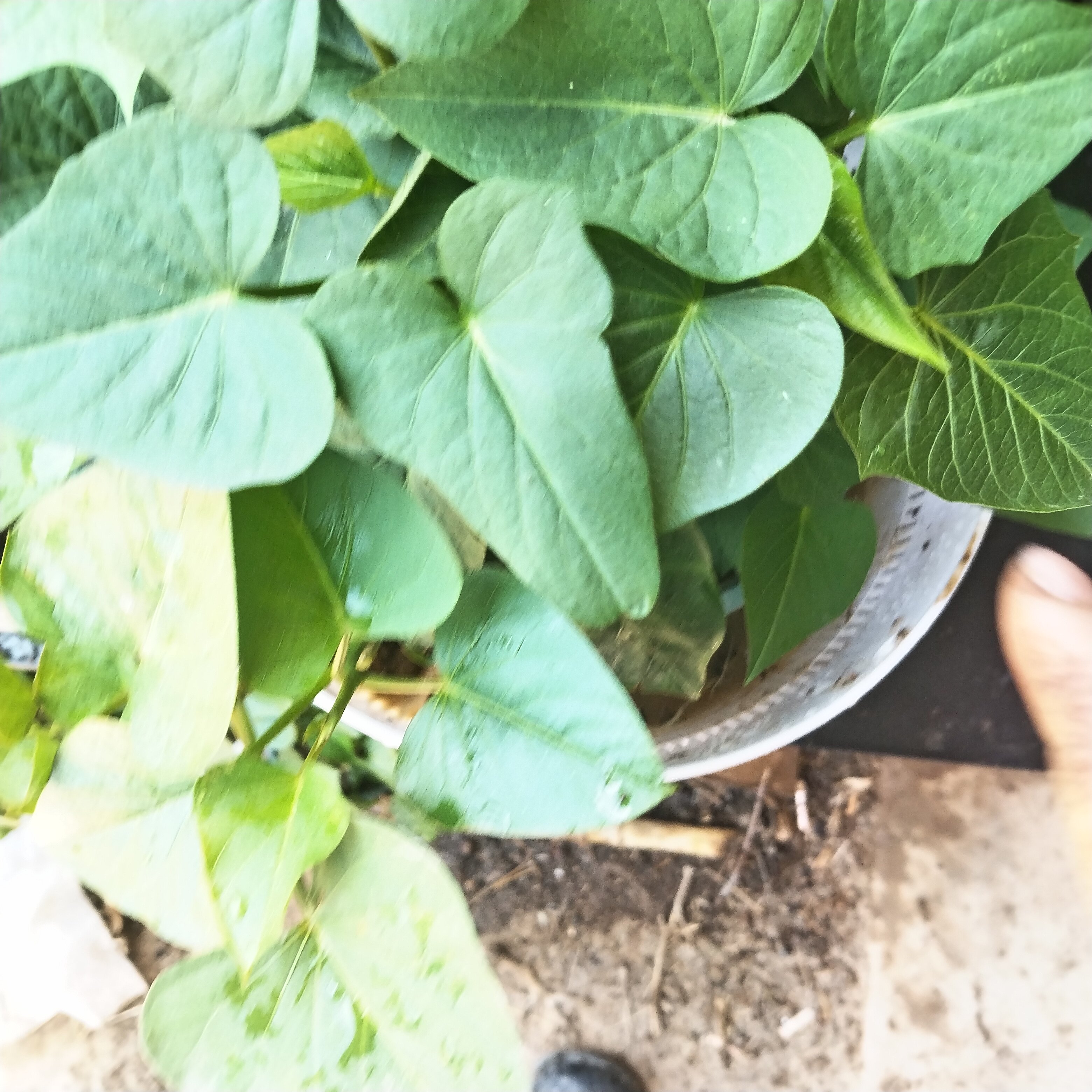 新鲜带根带土发地瓜叶菜农家大田四季蚂蚱菜盆栽食用番薯叶阳台
