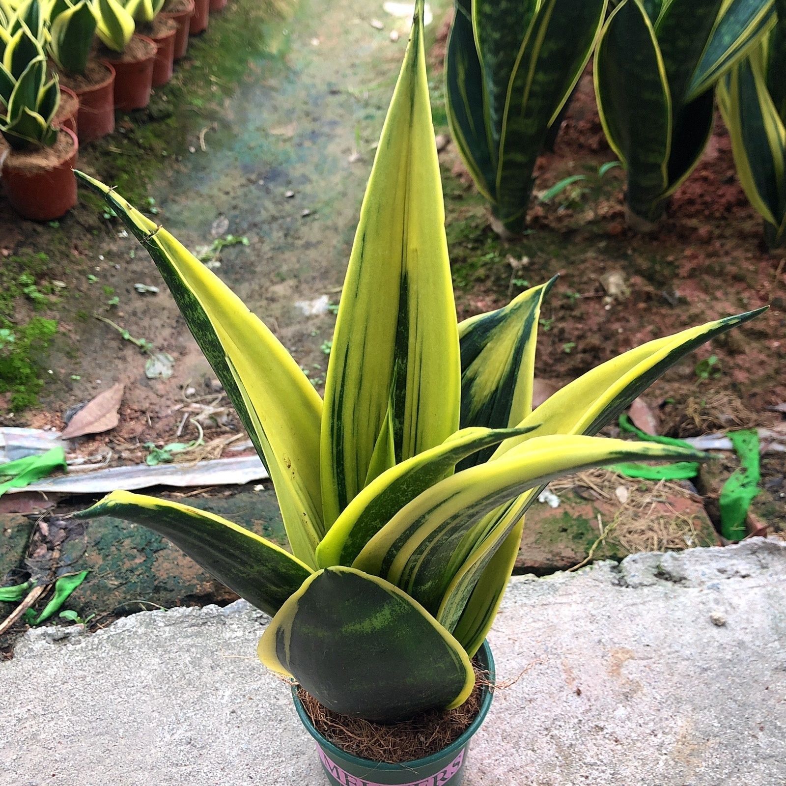 黄金虎皮兰盆栽稀有虎尾兰多肉植物盆景新房室内吸甲醛防辐射绿植