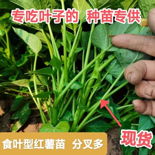 盆栽野生农家红薯现摘新货食用包邮地瓜叶子番薯种苗红薯苗种子