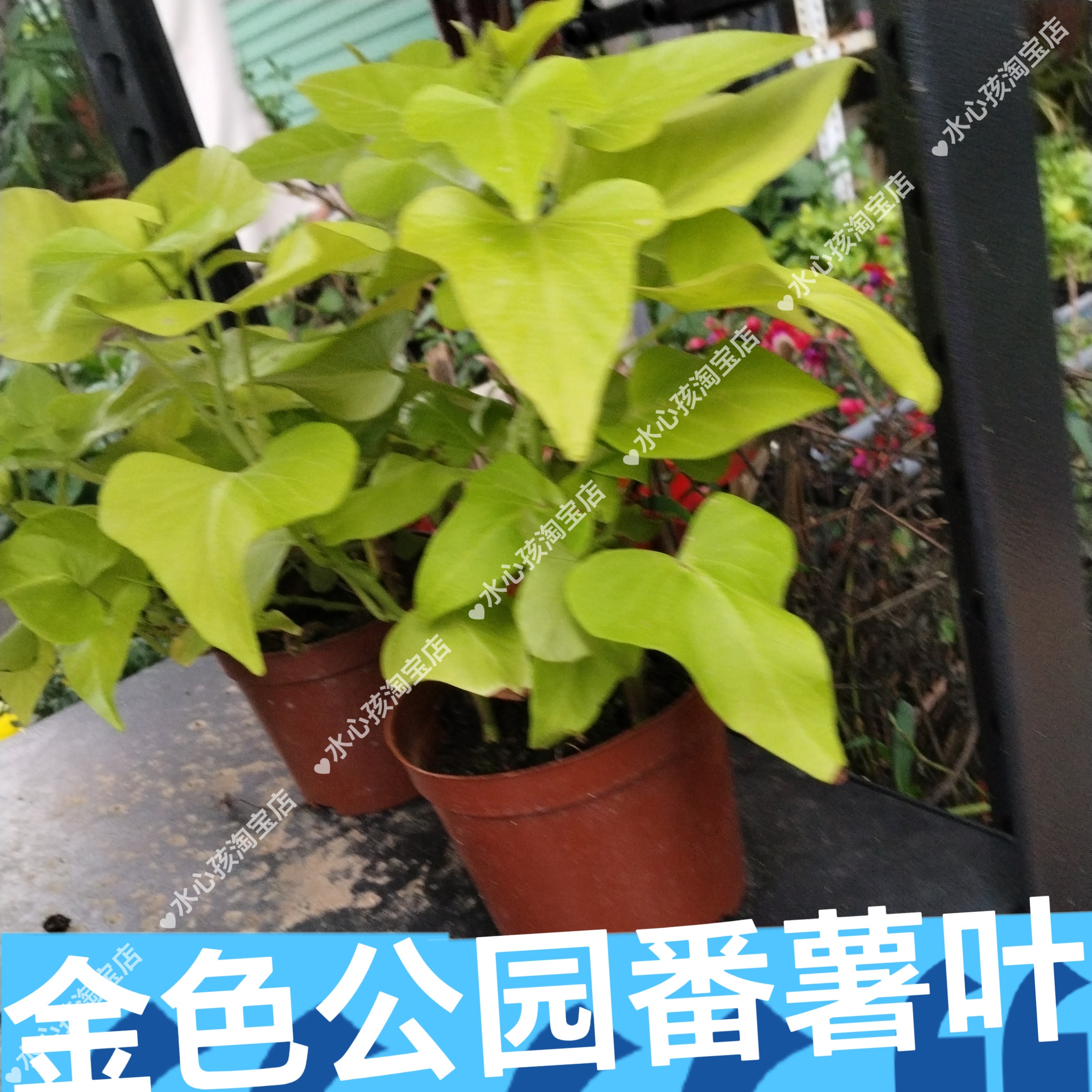 金手指葡萄苗南北方种植庭院盆栽爬藤植物阳台番薯叶花海亲子教育