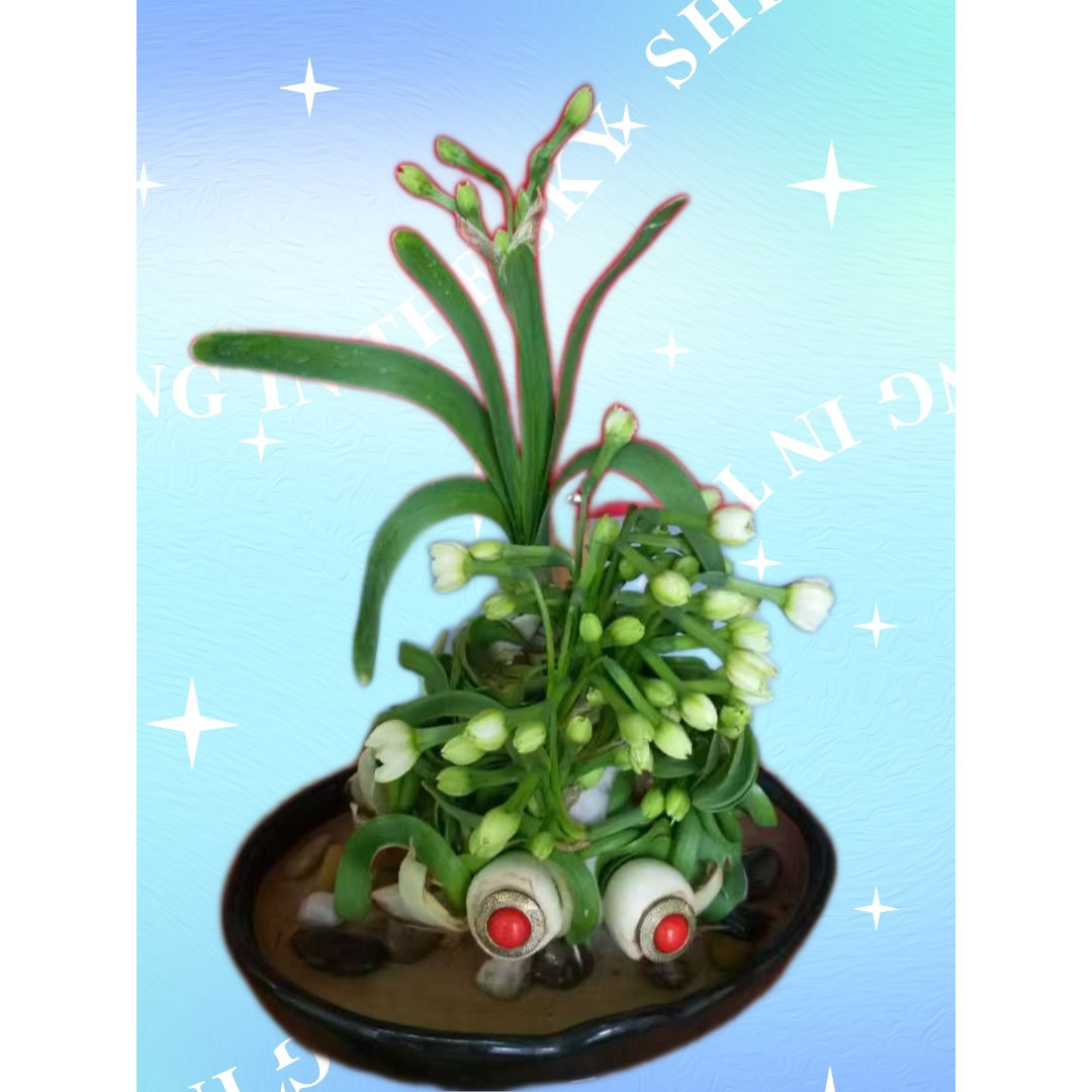 雕刻水仙花半成品客厅阳台水培盆栽比赛造型漳州水仙花种球特产