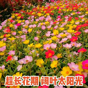 马齿苋阔叶单瓣太阳花成品苗观花品种耐热超长花期阳台庭院造花海