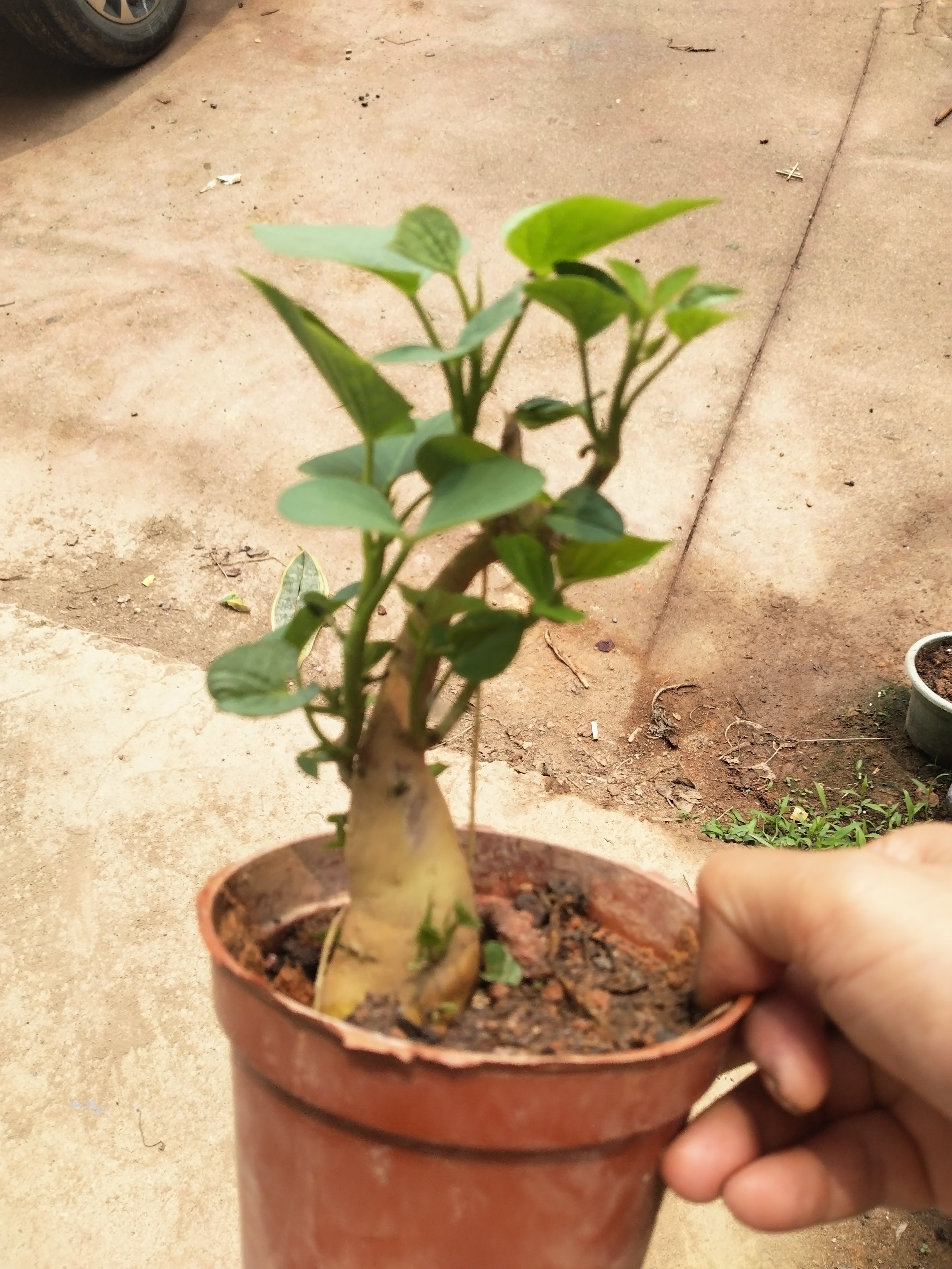 小叶红芽雀梅悬崖盆景白蜡胡椒木悬崖造型番薯叶阳台地瓜叶红薯苗