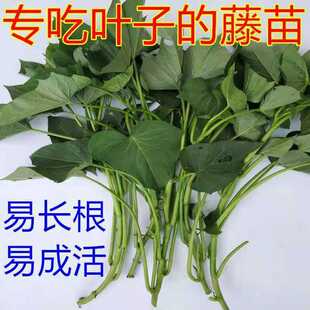 带根台湾地瓜叶种苗食叶型福薯18台农71红薯叶苗蔬菜番薯苗番薯叶