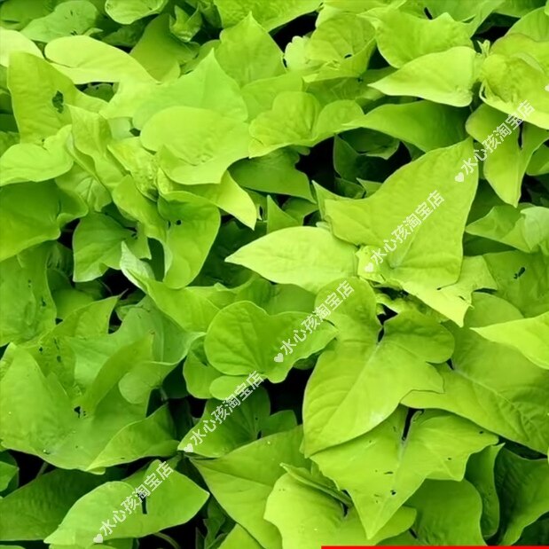 山芋苋菜现摘现发红苕农家自种露天种植片仔癀草金色番薯叶地瓜叶