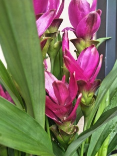 姜荷花盆栽带花苞庭院花卉四季开花易养耐热植物阳台花园观花绿植