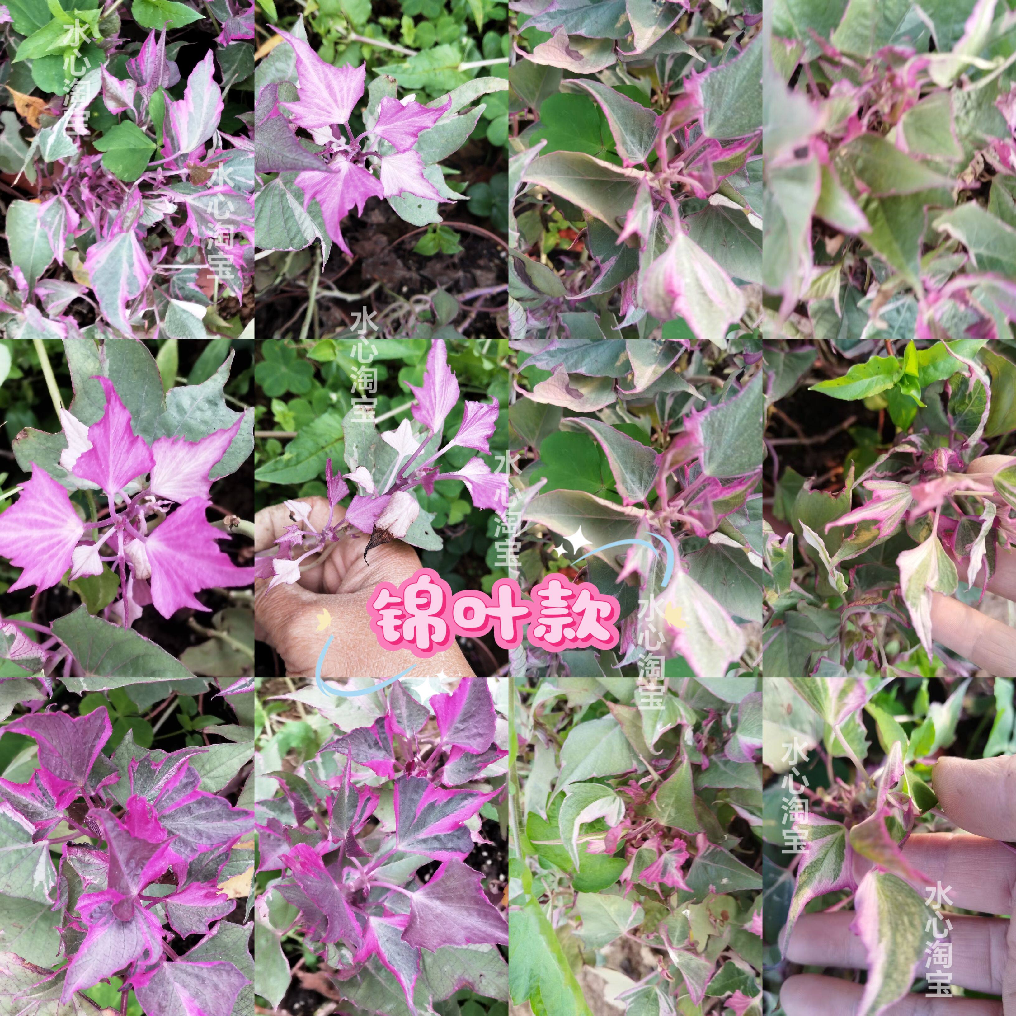 锦叶紫叶紫薯苗紫薯叶盆栽地瓜叶食用叶子地瓜叶紫薯苗紫薯叶盆栽
