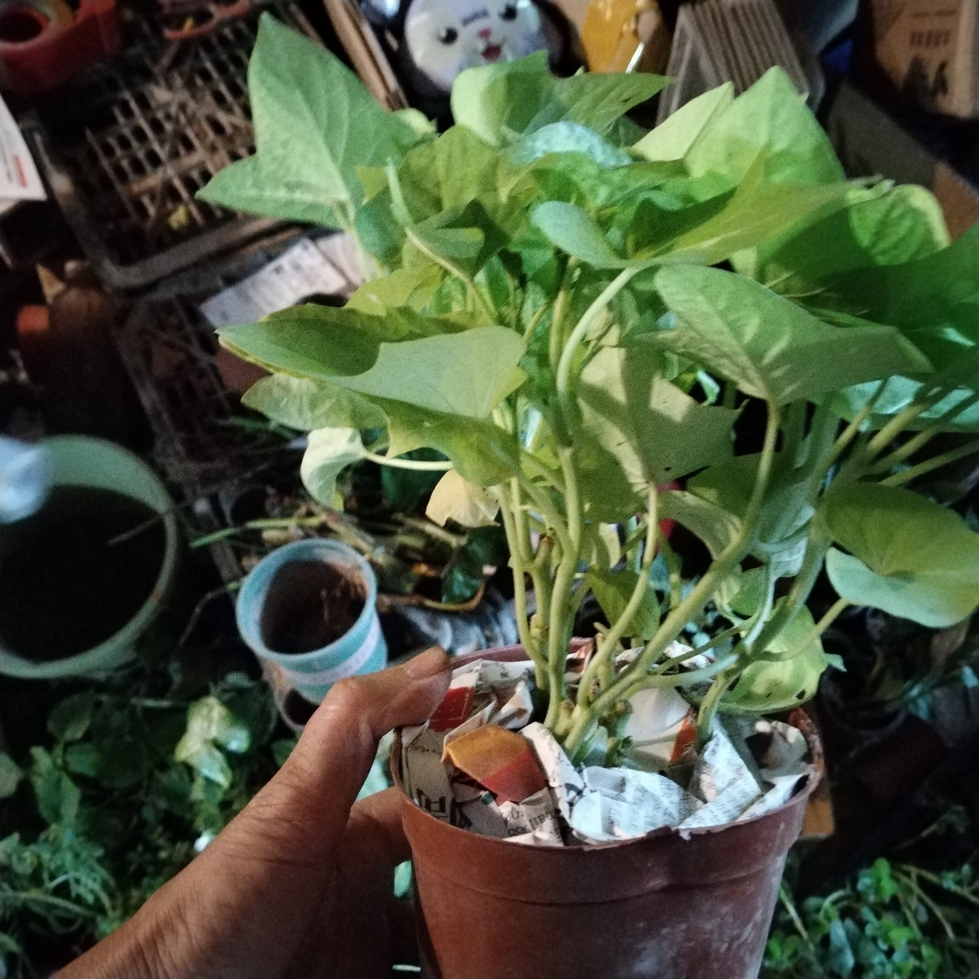 金边哈尼虎皮兰盆栽室内客厅办公室桌面绿植花卉植番薯叶红薯苗