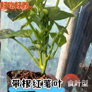 红薯叶带根带土红薯叶苗食用红薯叶苗盆栽阳台庭院种植多分叉母株