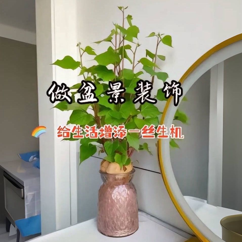发芽红薯苗番薯叶盆栽绿植室外菜市场摆摊花卉地瓜叶桌面绿植有趣
