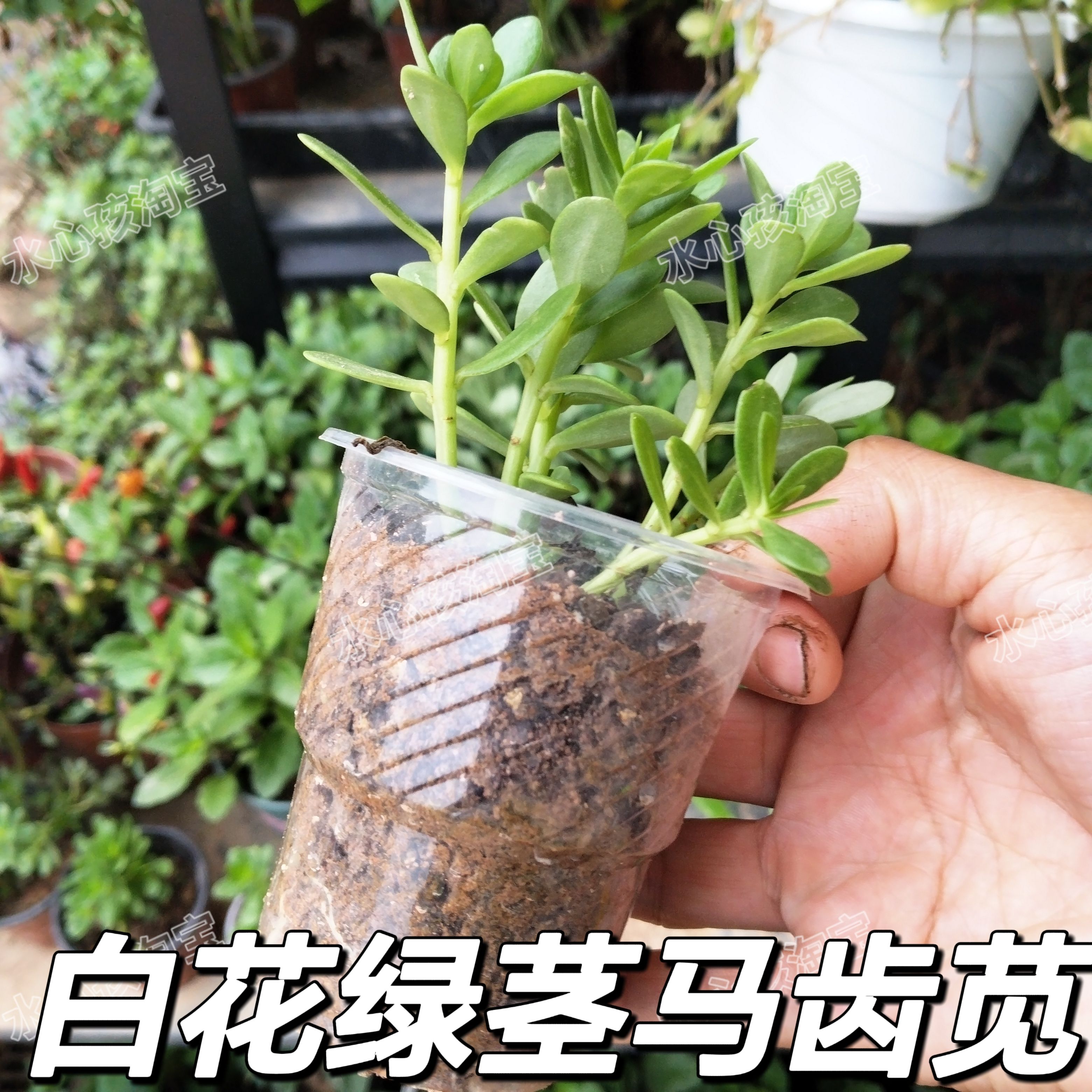 白花马齿苋盆栽带杯阳台庭院种植食用马齿苋菜苗盆栽植物小苗好养