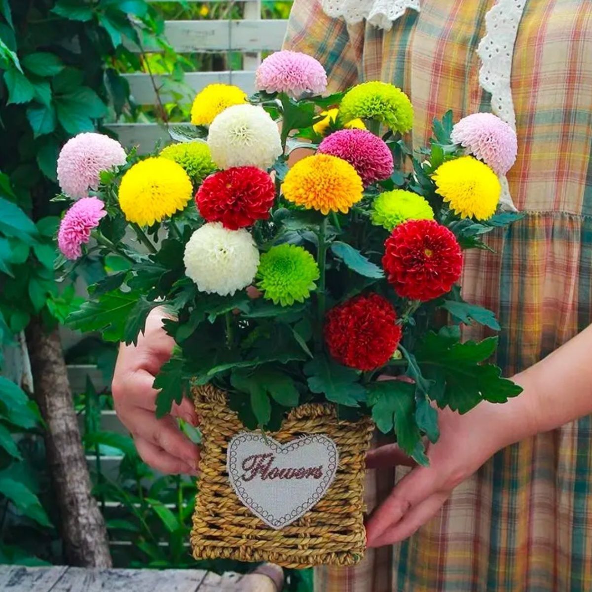 乒乓菊盆栽雏菊花苗带花球四季花卉盆栽室内花阳台庭院好养的植物
