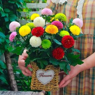 乒乓菊盆栽雏菊花苗带花球四季花卉盆栽室内花阳台庭院好养的植物