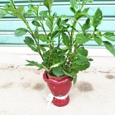 片仔癀草白凤菜盆栽室内客厅办公室桌面绿植花卉植物榨汁炖汤漳州
