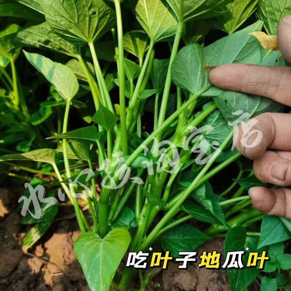 菜用品地瓜叶正宗吃叶蕃薯苗地瓜苗红薯种苗蔬菜带盆种好成活率高