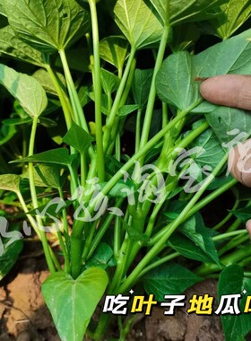 菜用品地瓜叶正宗吃叶蕃薯苗地瓜苗红薯种苗蔬菜带盆种好成活率高
