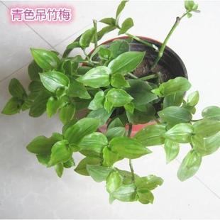 青叶吊竹梅绿色吊兰垂吊白花紫露草鸭跖草淡竹叶新手露养观赏苗