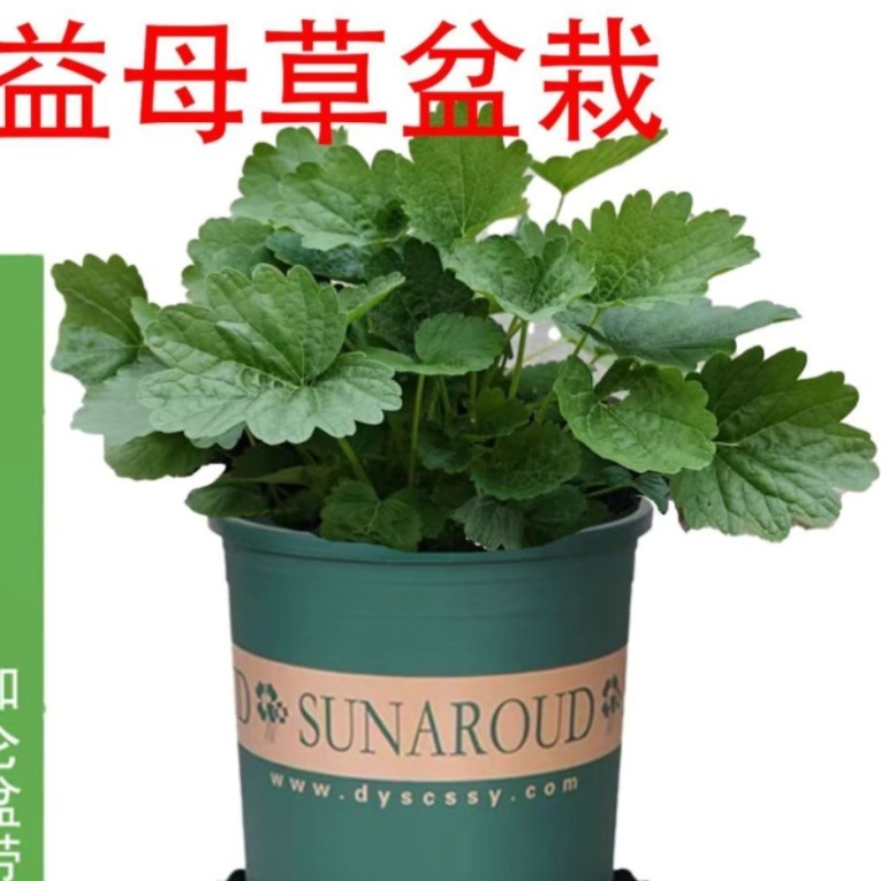 土培养益母草盆栽室外庭院办公室桌面绿植花卉月子草好养活带土