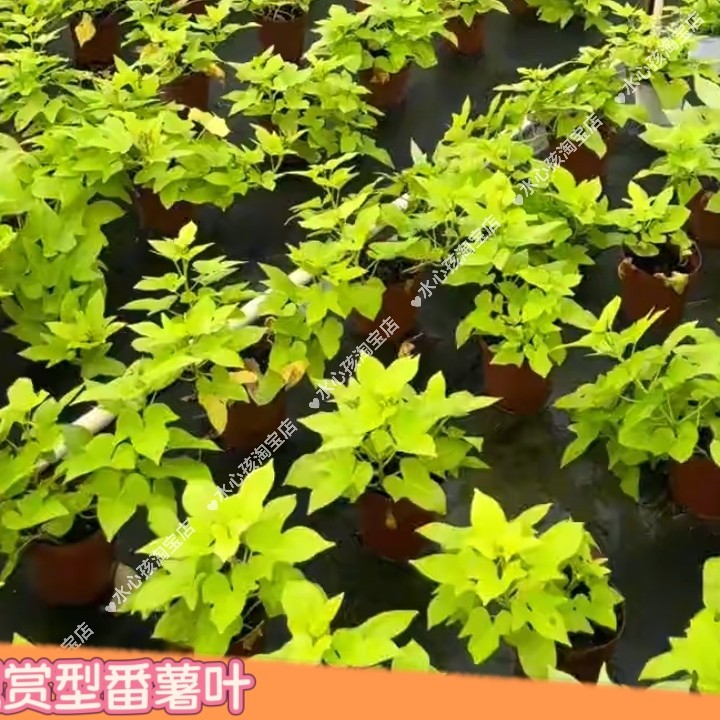 漳州片仔癀草番薯叶甘薯阳台花海苗仔癀草地瓜叶红薯苗爬藤山芋