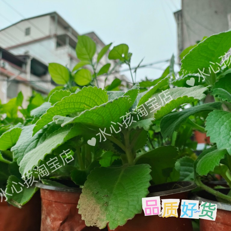 到手香苗印度薄荷左手香还魂草洋薄荷一抹香碰碰香苗带根原土发货