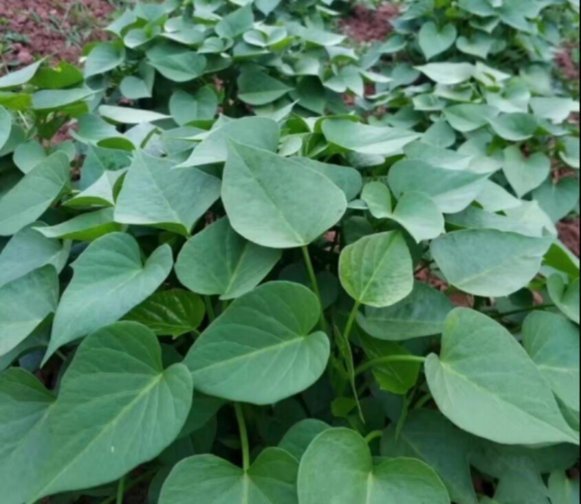 3斤多分叉品种泡沫箱冰袋发货地瓜叶红薯苗南北方可以种植庭院楼