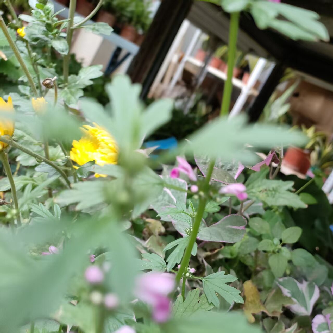 马齿苋苗阳台绿植马齿苋苗带跟带土口感酸爽苗子益母草红花品种
