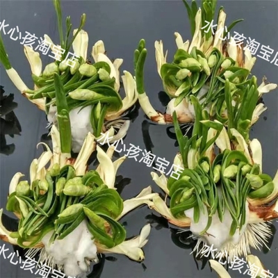 花王水仙花8-9花苞福建漳州水仙花雕刻球年宵花盆栽水培植物室内