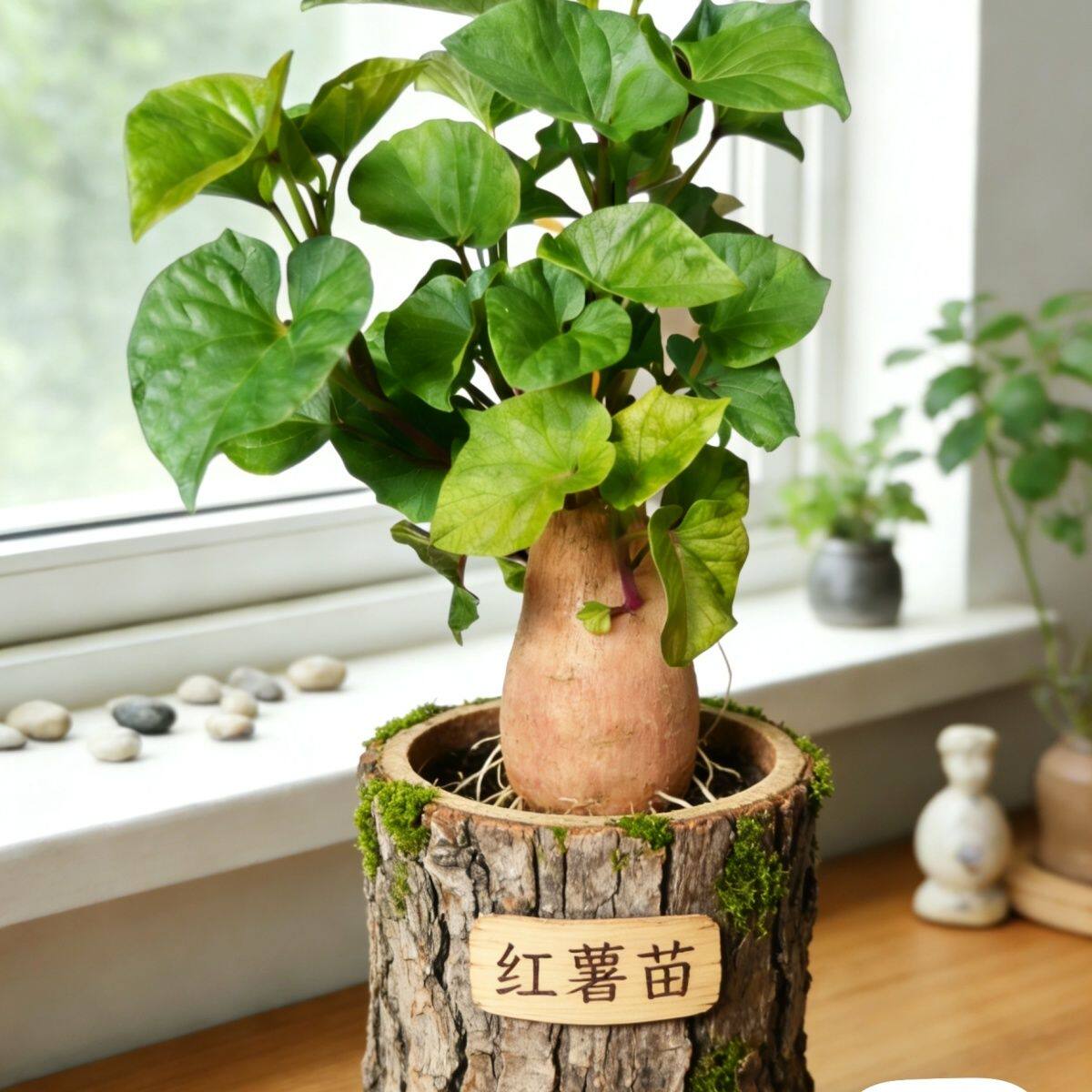 发芽地瓜盆景学校作业学生植物角红薯苗食叶型菜用盆栽阳台绿植