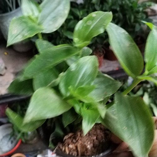 青叶吊竹梅鸭跖草白花紫露草翡翠石斛盆栽地被植物别墅吊兰好养