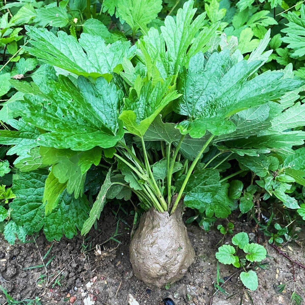 新鲜益母草野生月子草盆栽植物阳台庭院观赏食用幼儿园种草月子菜