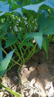 带盆栽好露天种植番薯菜食叶型红薯苗地瓜叶蔬菜红苕尖苗种阳台