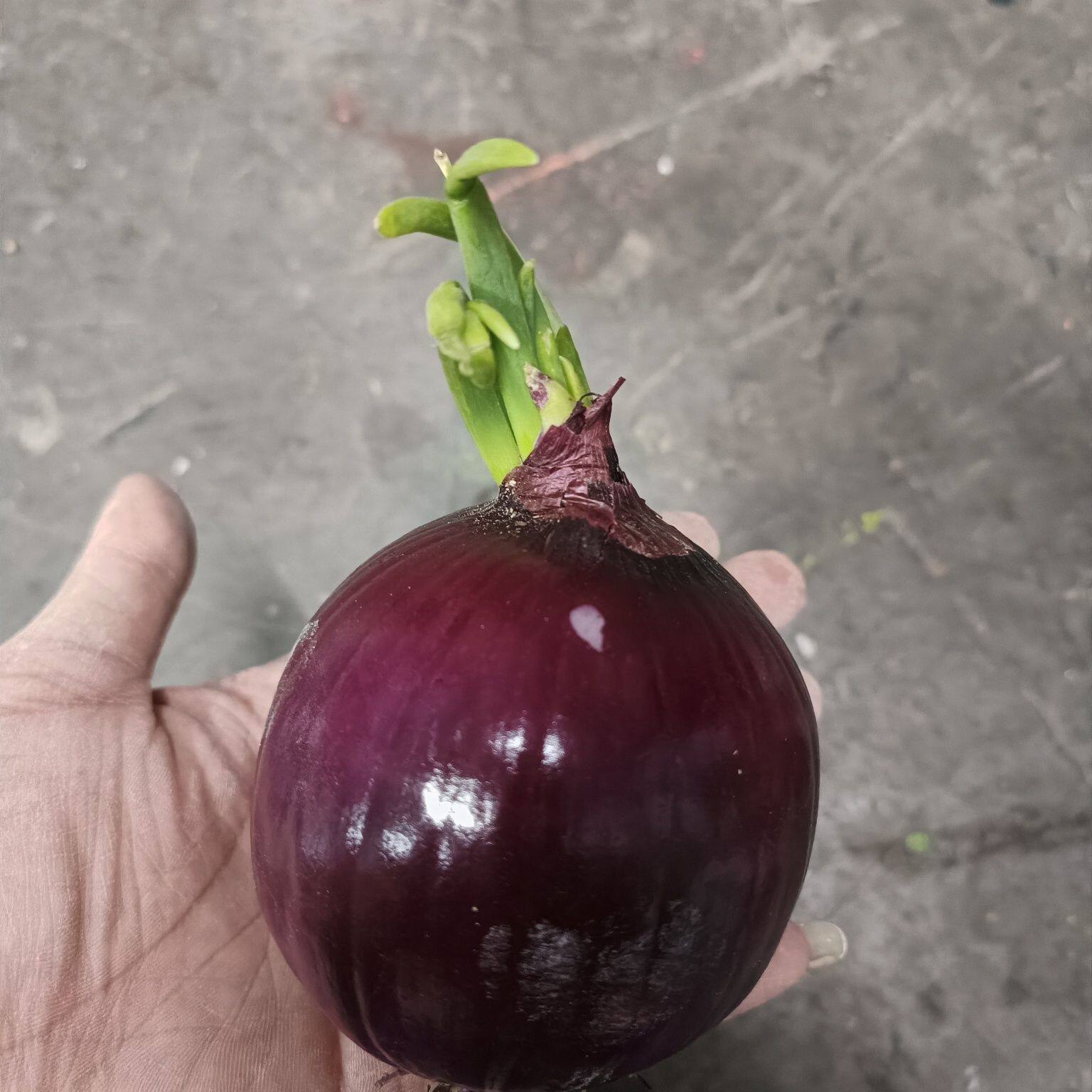 水培洋葱植物生长根系发芽成长记录笔记儿童幼儿园小学生观察植物