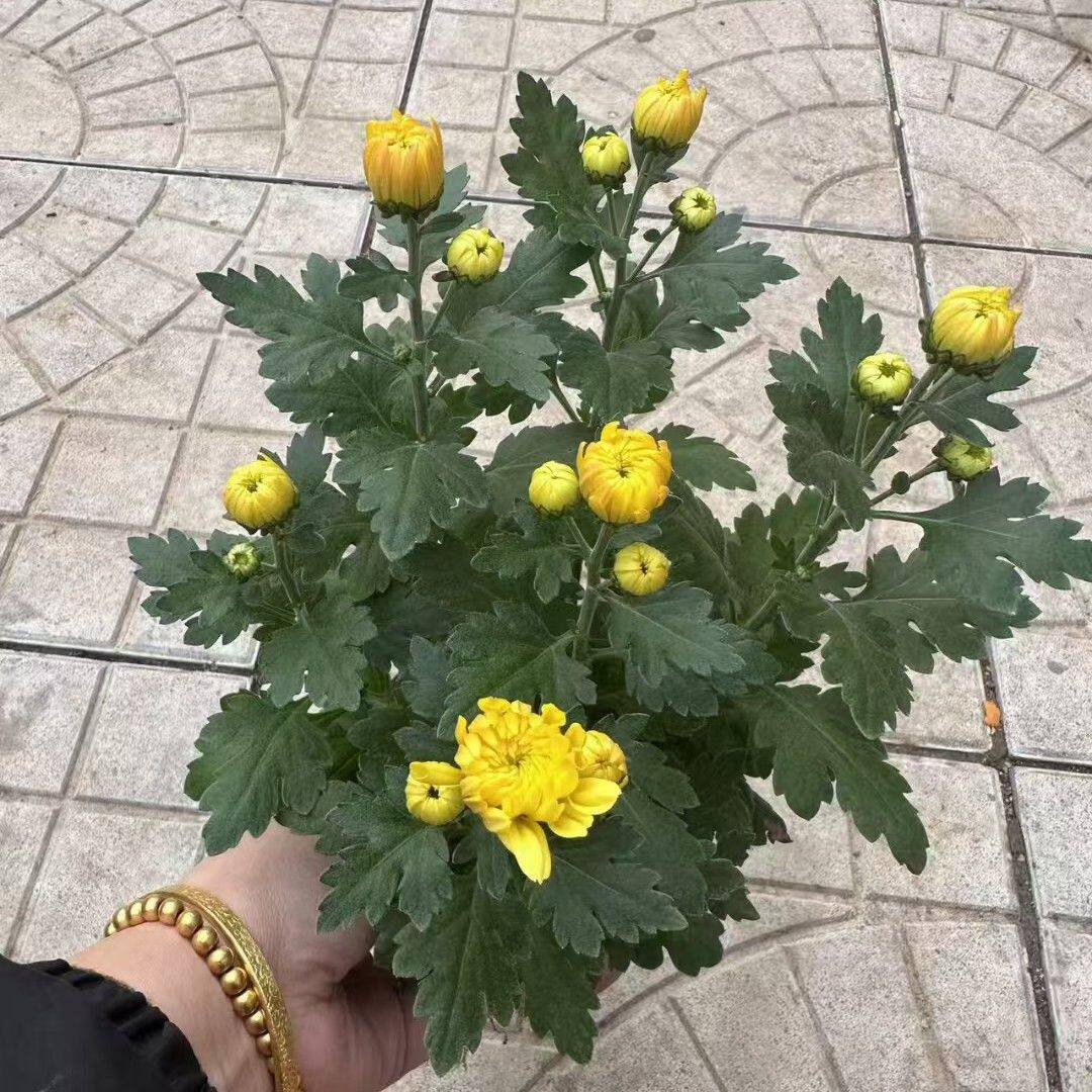 黄色菊花大花黄菊拜佛佛龛供佛佛堂用花观音花鲜花店食用混搭盆栽