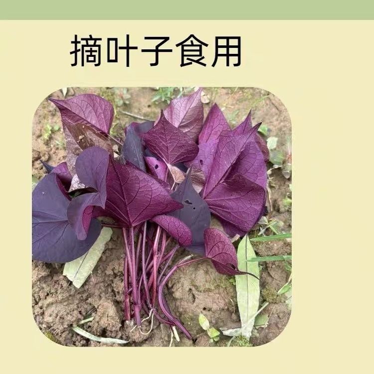紫叶番薯苗紫色食叶番薯食叶红薯叶用番薯食叶地瓜高花青素蔬菜农