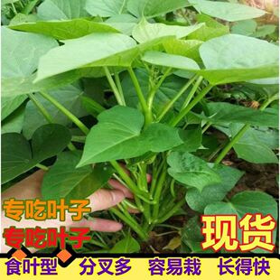 带根发货农家自种吃叶子食用红薯叶苗秧苗地瓜叶苗老茎吃叶秧苗