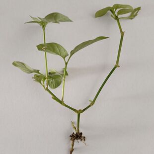 血通菜苗绿线叶宽叶十万错铁打草盗偷草四季野菜当季火锅蔬菜