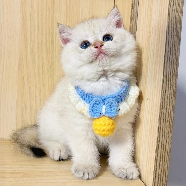 猫咪围脖手工编织口水巾可爱德文项圈布偶金渐层侏儒兔垂耳兔围兜