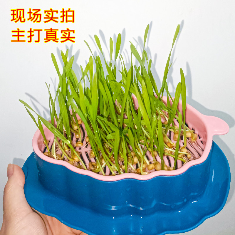 猫草无土水培杯盆栽小麦种子叶子形状猫草盒排毛草小猫粮猫咪零食