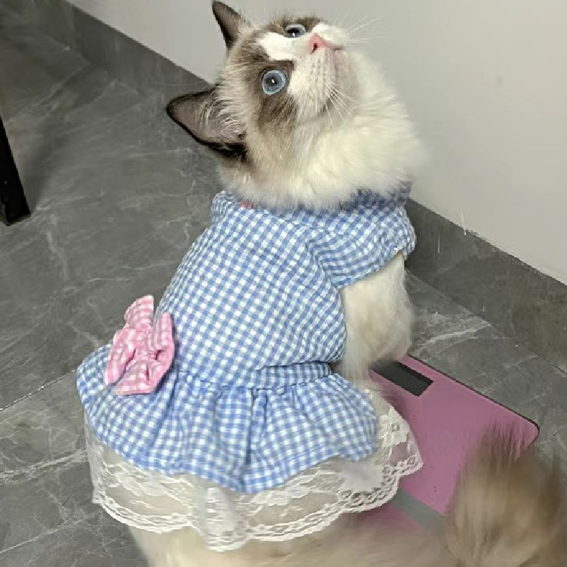 猫咪衣服公主蕾丝裙春秋装薄款