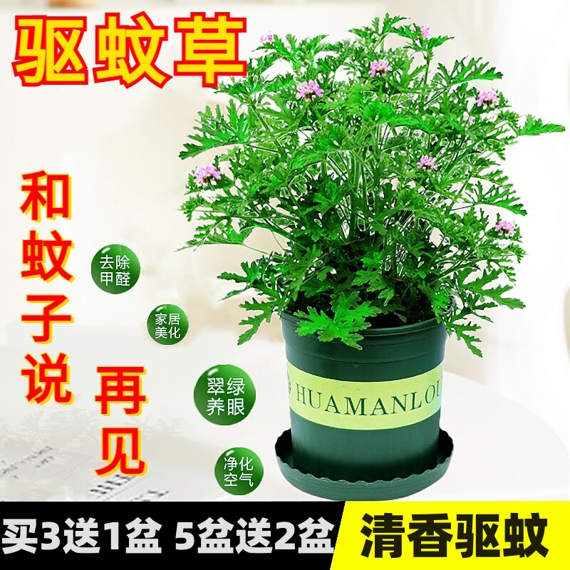 驱蚊草盆栽绿植物花卉室内外庭院防蚊虫香草苗四季桌摆香叶天竺葵