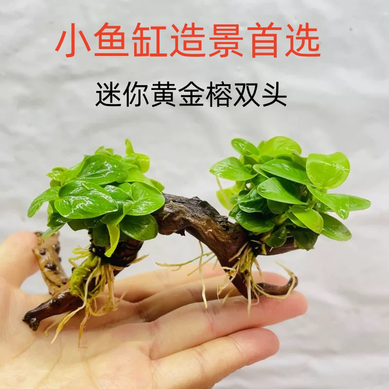鱼缸小型迷你水榕沉木迷你黄金榕沉木定植阴性懒人活体造景装饰