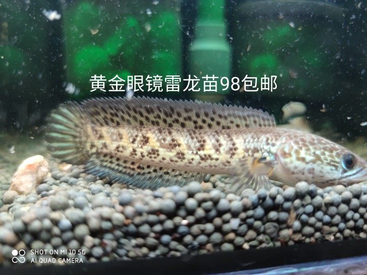 七彩雷龙奶茶阿萨姆雷龙蓝宝石幻红眼镜蛇雷龙小型观赏鱼耐活好养