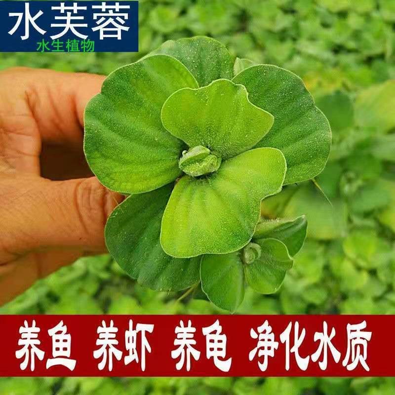 水芙蓉 水生植物净化水质鱼缸造景养鱼养虾水培水养懒人浮萍水草