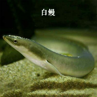 白鳝淡水活体花鳗鱼苗