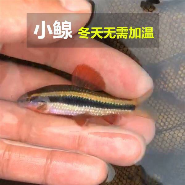 小鳈鱼 小泉鱼活体 冷水鱼 观赏鱼 原生鱼 工具鱼除藻活体 荷叶鱼